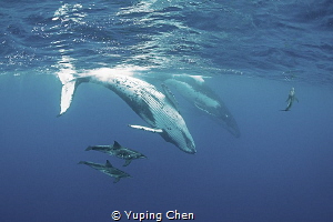 Let's play together! 
2 Humpback whales are playing with... by Yuping Chen 